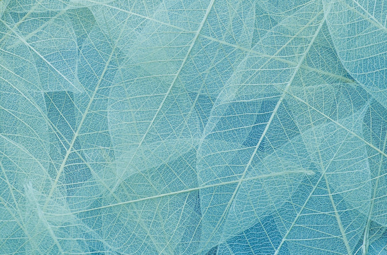 The image shows a close-up of translucent leaves with intricate vein patterns in shades of blue and teal, overlapping each other.